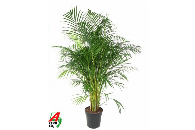 Dypsis lutescens Dypsis Lutescens(Areca) P2715 pp 