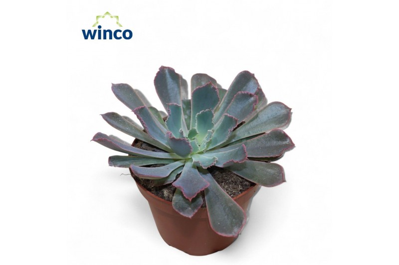 Echeveria Echeveria Neonbreaker18 bl. 