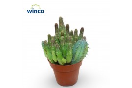 Euphorbia Euphorbia Lugardiae