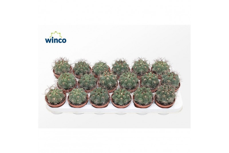 Gymnocalycium saglionis Gymnocalycium Saglyonis 