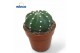 Cactus Echinopsis Subdenudata 