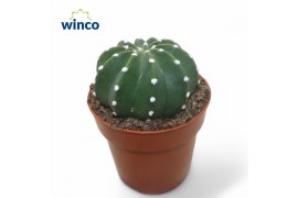 Cactus Echinopsis Subdenudata