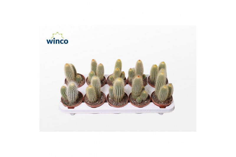 Cactus Vatricania Guentheri 