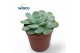 Echeveria Echeveria Zonnestraaloverige bl. 