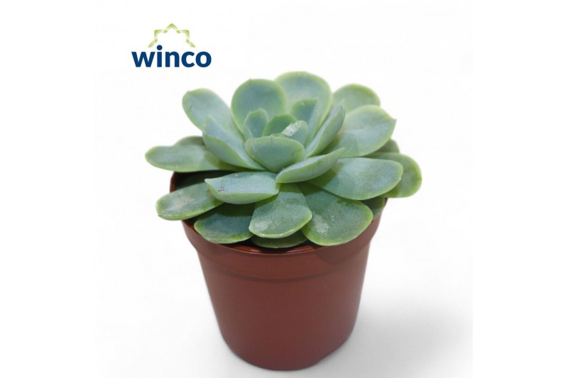 Echeveria Echeveria Zonnestraaloverige bl. 