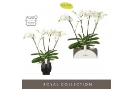 Phalaenopsis wit Theatro Classico 4 spike in Abruzzo Black Aquo 30 bl.