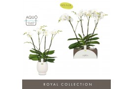 Phalaenopsis wit Theatro Classico 4 spike in Abruzzo White Aquo 30 bl.