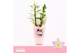 Dendrobium nobile spring dream kumiko Dendrobium Nobilé, Kumiko 2-spik