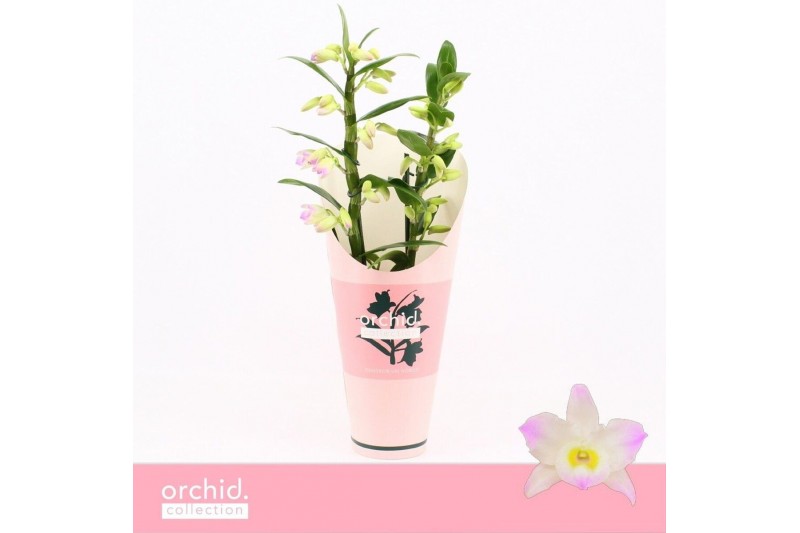 Dendrobium nobile spring dream kumiko Dendrobium Nobilé, Kumiko 2-spik 