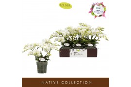 Phalaenopsis multiflora wit Freedanzo Dove >4/6 spike35 bl. 4 tak/plnt