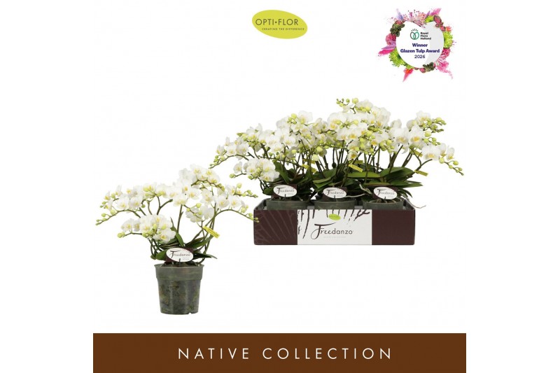 Phalaenopsis multiflora wit Freedanzo Dove >4/6 spike35 bl. 4 tak/plnt 