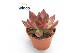 Echeveria taurus Echeveria Marsoverige bl.