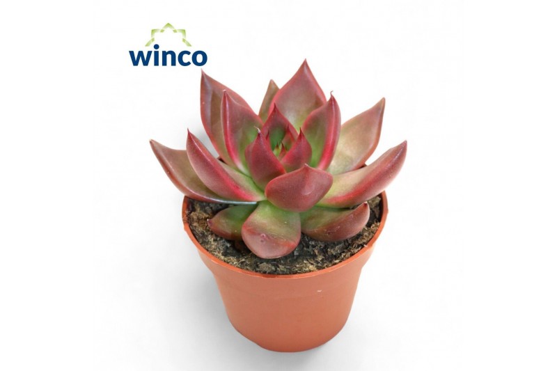 Echeveria taurus Echeveria Marsoverige bl. 