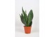 Sansevieria trifasciata Sansevieria Dark Diamond 