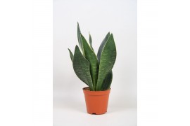 Sansevieria trifasciata Sansevieria Dark Diamond