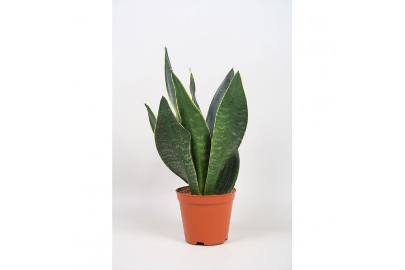 Sansevieria trifasciata Sansevieria Dark Diamond 