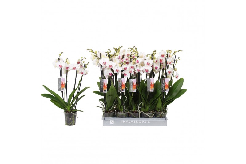 Phalaenopsis wit red lips Phalaenopsis Red lip 4-spike 25+ 25 bl. 4 ta 