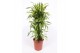 Dracaena fragr. der. lemon lime Dracaena Lemon Lime10 pp 