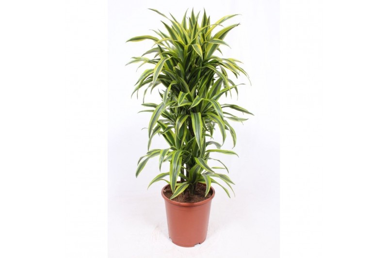 Dracaena fragr. der. lemon lime Dracaena Lemon Lime10 pp 