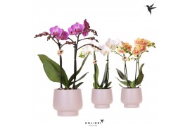 Phalaenopsis mix Kolibri Orchids Phalaenopsis mix 2 spike in Scandic p