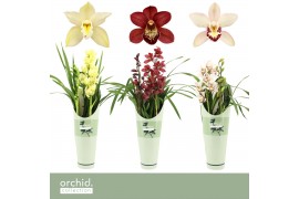Cymbidium mix Cymbidium, Mix 2-spike P14 Orchid Collection Potcover 2 