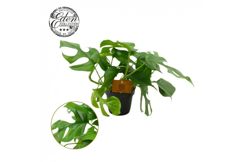 Monstera Monstera Minima 12cm 1 pp 