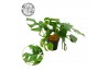 Monstera Monstera Minima 12cm 1 pp