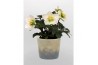 Helleborus niger christmas carol Helleborus n. Christmas Carol 9cm in 