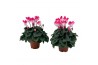 Cyclamen pers. midi indiaka Cyclamen Indiaka roze 13 cm diameter tweek