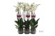 Phalaenopsis anthura london Phalaenopsis London - 2 tak 80cm 16 bl. 2  