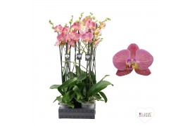 Phalaenopsis oranje Phalaenopsis Paradox - 2 tak 70cm 16 bl. 2 tak/pln