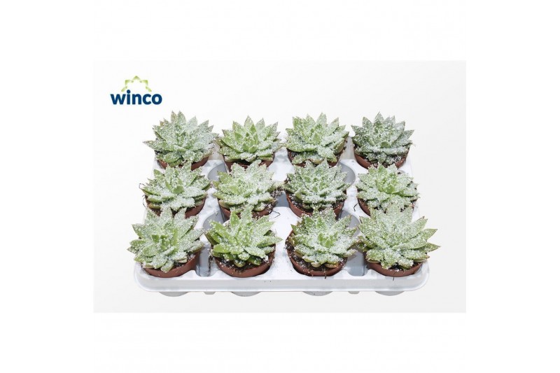 Echeveria agavoides Echeveria White Snow1 bl. 