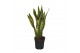 Sansevieria trifasciata laurentii Sansevieria Laurentii Terracotta 