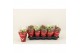 Kalanchoe blossfeldiana gevuld geme Kalanchoe Double, Le Bloom Red/Whi 