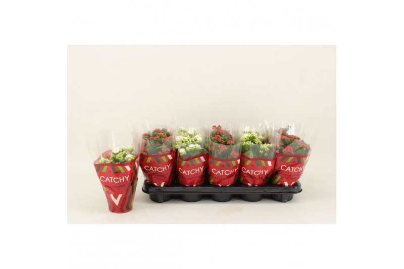 Kalanchoe blossfeldiana gevuld geme Kalanchoe Double, Le Bloom Red/Whi 