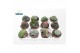Cactus mix Cactus Mix (exclusive) (12spc.) 