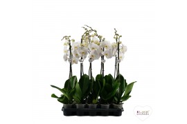 Phalaenopsis wit Phalaenopsis Wit gele lip - 1 tak 90cm 9 bl. 1 tak/pl