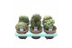 Cactus mix Cactus Mix (Decorum) 