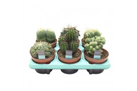 Cactus mix Cactus Mix (Decorum)