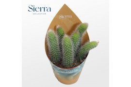 Succulenten Hildewinteria Colademoninis (Sierra)