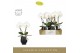 Phalaenopsis wit Singolo & Co Tosha in Abruzzo Black Aquo2 bl. 2 tak/p 