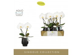 Phalaenopsis wit Singolo & Co Tosha in Abruzzo Black Aquo2 bl. 2 tak/p