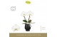 Phalaenopsis wit Singolo & Co Tosha in Abruzzo Black Aquo2 bl. 2 tak/p 
