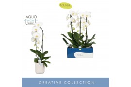 Phalaenopsis wit Fontano Wealth 1 spike in Molise White Aquo 9 bl. 1 t