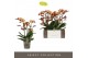 Phalaenopsis multiflora oranje Exclusivo Monaco Gold 3 spike 25 bl. 3  