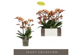 Phalaenopsis multiflora oranje Exclusivo Monaco Gold 3 spike 25 bl. 3 