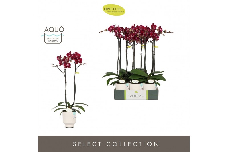 Phalaenopsis rood Optistar Montpellier 2 spike in Emilia White Aquo 15 