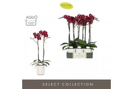 Phalaenopsis rood Optistar Montpellier 2 spike in Molise White Aquo 15