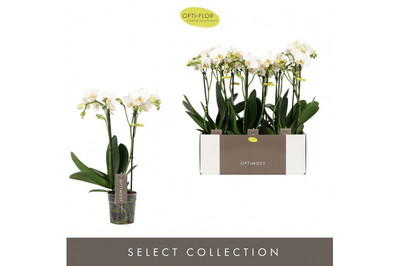 Phalaenopsis multiflora wit Optimost Helios 2 spike25 bl. 2 tak/plnt 5 