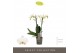 Phalaenopsis multiflora wit Optimost Helios 2 spike25 bl. 2 tak/plnt 5 